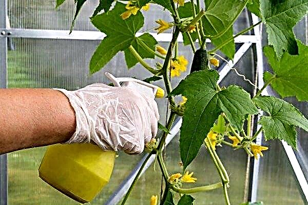 Dried cucumbers in the greenhouse: the main reasons that can be done, preventive measures