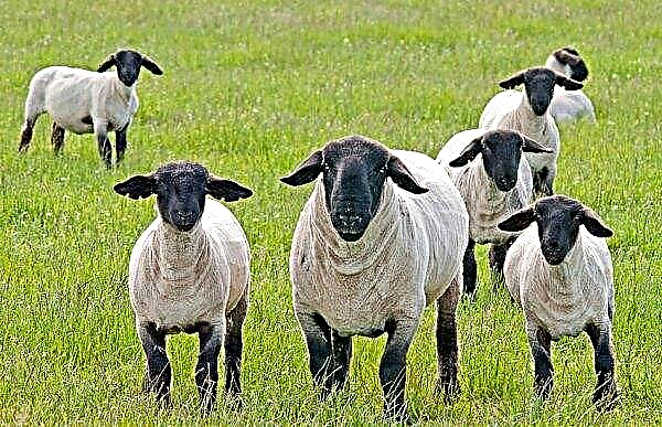 Anglų veislės Suffolk (Suffolk) avys: pagrindinės veislės savybės, pranašumai ir trūkumai, nuotrauka