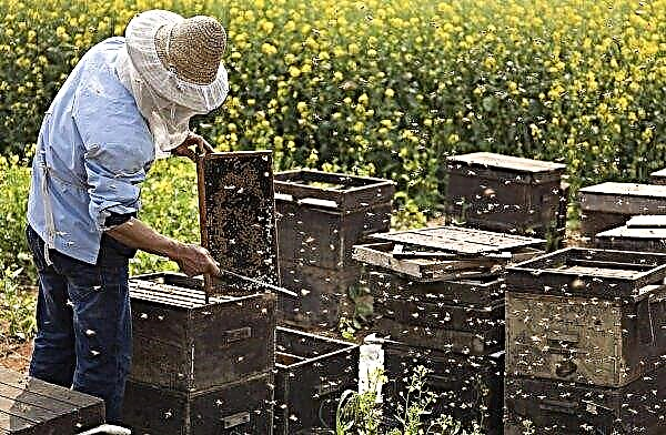 حمض الفورميك في تربية النحل: ما الذي يستخدمه ، الخصائص الدوائية ، معالجة النحل في الخريف ، نصائح تربية النحل