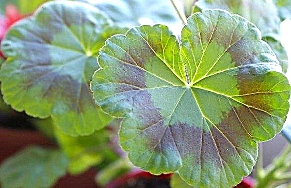 Why leaves turn yellow at room geranium: reasons what to do