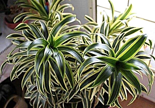 How to properly water dracaena at home: how many times and how often, the basic rules