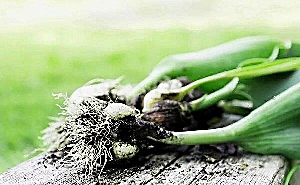 Wie man Tulpen aus Samen zu Hause züchtet, Merkmale der Samenvermehrungsmethode, Foto