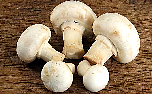 Champignon cultivation at home: in the basement, in the garage, in the cellar