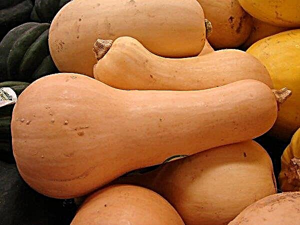 Pumpkin butternut (sordi kirjeldus) kasvatamine ja hooldamine - kalorid