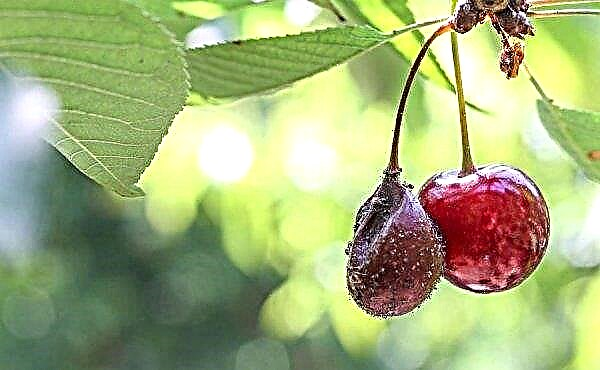 Sweet cherry Celý dům: popis a charakteristika odrůdy, pěstování a péče, foto