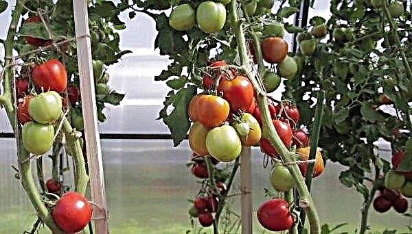 Tomate "Velikosvetsky F1": caractéristique et description de la variété, photo, rendement, plantation et entretien