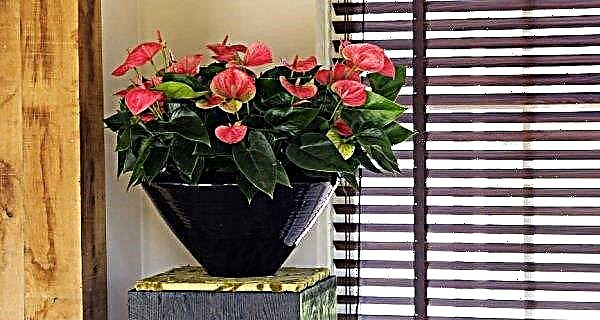 Anthurium transplantation at home (after purchase, during flowering): step-by-step instructions, further care, photos, video