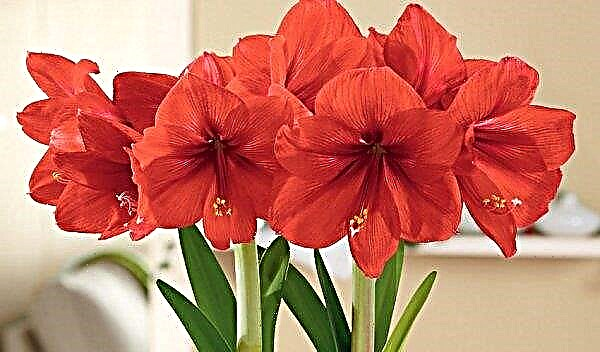 Why hippeastrum does not bloom: what to do, how to make it bloom at home, especially care