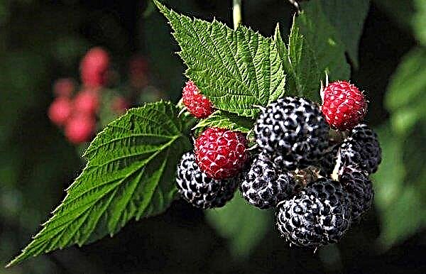Black and yellow raspberries Cumberland: description of American varieties, planting, care, pruning and reproduction, reviews, photos