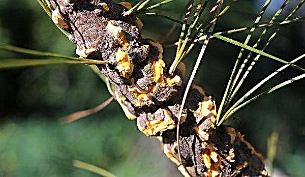 Prickly gran Montgomery (picea pungens montgomery): beskrivelse og foto, anvendelse i landskapsdesign