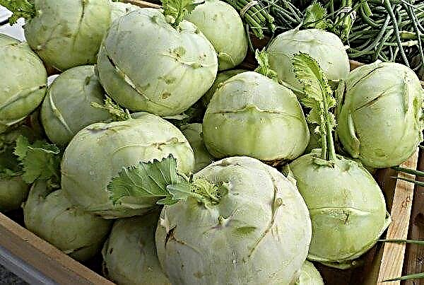 Cabbage "Kohlrabi": when to harvest in the fall, from the garden, how to store for the winter, how to dig