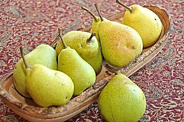 Honey pear: description and characteristics of the variety, cultivation and care, photo