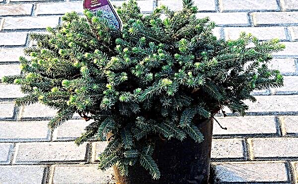 Spruce Waldbrunn (prickly picea pungens Waldbrunn): photo and description, application in landscape design