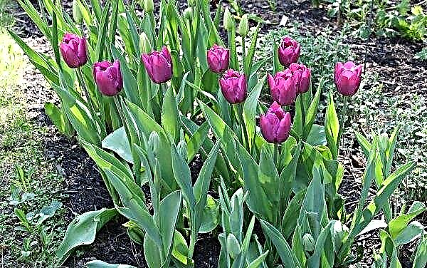 Tulipán Príncipe púrpura (Príncipe púrpura): plantación y cuidado, uso en paisajismo, fotos y descripción