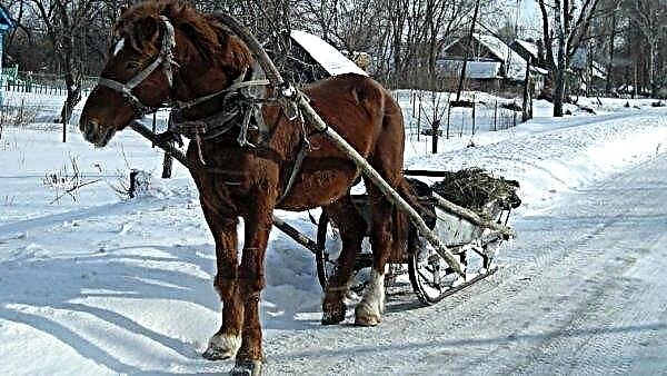 Kelk hobusele (puust, talvel): tüüpide kirjeldus, kuidas seda ise teha, joonised, fotod