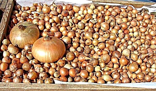 Onion sevok Stuttgart Riesen - description and reviews varieties with photos