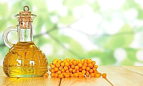 Cómo usar el aceite de espino amarillo en la faringitis crónica y aguda, métodos de tratamiento