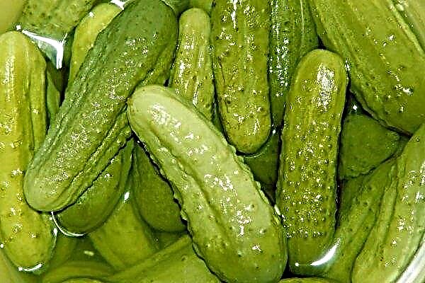 Why cucumbers become soft (during growth, after pickling in a jar): the main reasons for doing this
