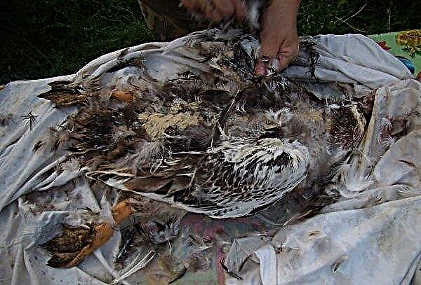 Comment cueillir un canard des plumes (manuellement, mécaniquement) à la maison, comment cueillir des canards dans les élevages de volailles, vidéo