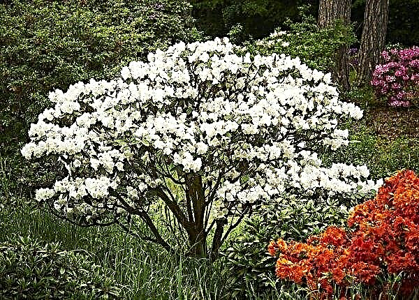 Álbum Catawbiense híbrido de rododendro híbrido (álbum Katevbinsky): descripción y resistencia invernal de la variedad, especialmente la siembra y el cuidado de las plantas