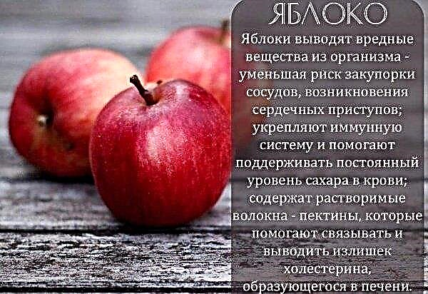 Μήλα για απώλεια βάρους: περιεκτικότητα σε θερμίδες και χημική σύνθεση, χρήσιμες και επιβλαβείς ιδιότητες των μήλων