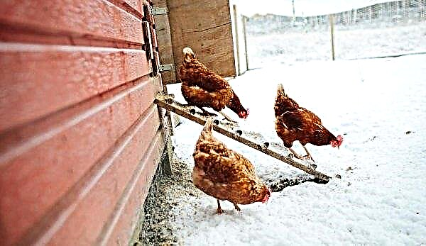 Why chickens do not rush in the winter: what to do and how to fix folk methods