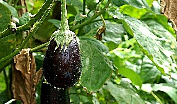 Eggplant diseases in the greenhouse: description and their treatment, preventive measures, photo