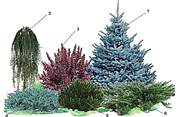 Spruce prickly Glauka Misty Blue (Picea pungens Glauca Misty Blue): description and photo, planting and care