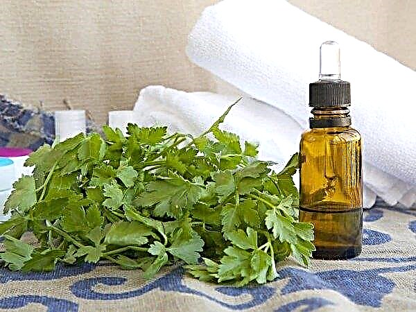 Parsley decoction for menstruation with a delay: how to brew, a recipe