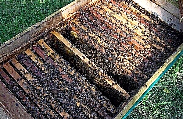 Лежаљка за пчелињак са 24 оквира: цртежи и величине, уради сам, видео