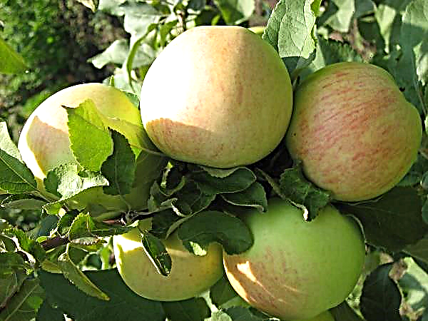 Pokok epal: jenis lama untuk penanaman baru