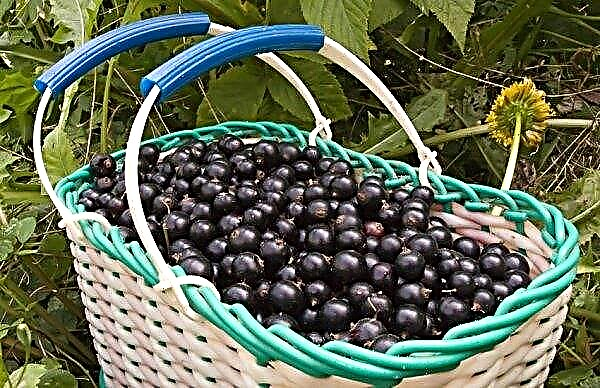 مجموعة كبيرة من ثمار الكشمش الأسود Sibylla: مظهر ووصف الصنف ، الصورة