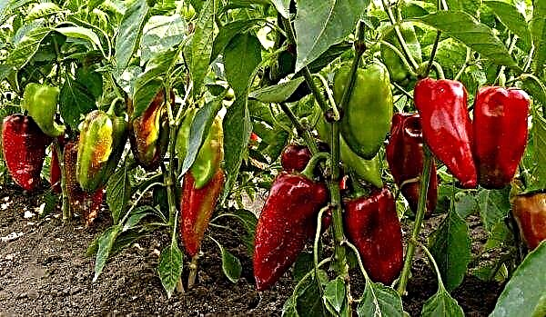 How to accelerate the ripening of peppers in a greenhouse and in the open ground