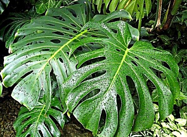 How to transplant a monstera at home, photo video