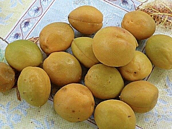 Apricot Tsarsky: description and characteristics of the variety, features of cultivation and care, photo