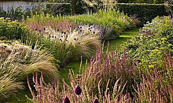 Decorative cereals in landscape design: feather grass, reeds and others, advantages and disadvantages, types and varieties of cereals