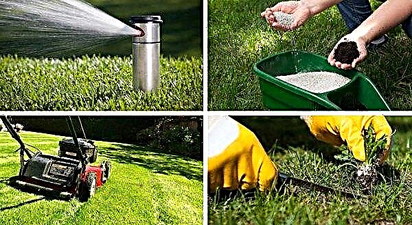 Sowing lawn grass in the fall in winter: is it possible to sow the lawn in September and October, winter winter planting, how long can the grass be planted