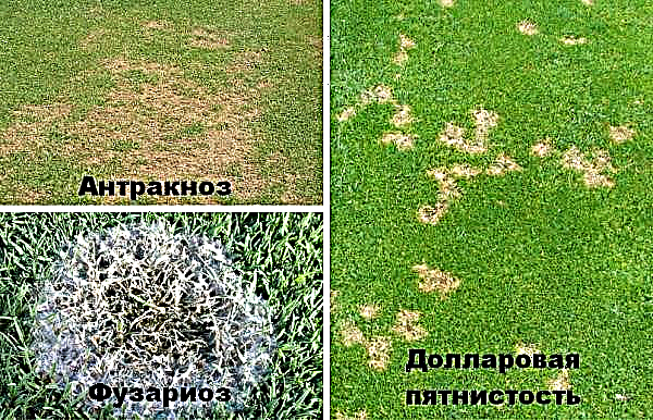 Azevém de pasto para um gramado: foto e descrição do gramado perene, sua altura, vantagens e desvantagens, características do cultivo