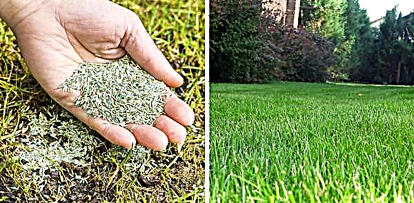 Which lawn is better: sowing or roll, their characteristics and requirements, advantages and disadvantages, pros and cons