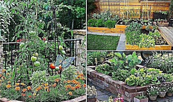 Urejanje manjše parcele na 2 hektarjih: samostojno vikend dvorišče, fotografije in ideje za oblikovanje parcele pred hišo