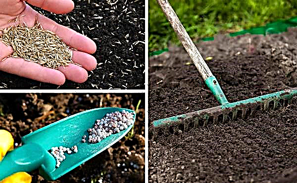 É possível semear um gramado em agosto: semear ou plantar grama no final de agosto
