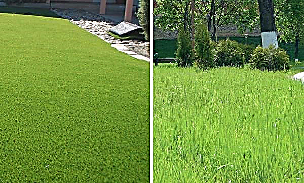 Nurmikko ruoho Liliput: siemenseoksen koostumus nurmikolle, nurmikko laiskoille puutarhurit, valokuva