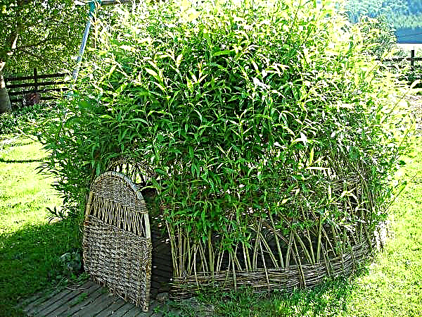 Arbor from branches: how to make a wicker structure with your own hands from branches, instructions, photo