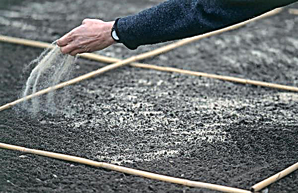 Zużycie nasion trawy trawnikowej na 1 m²: ilość wysiewu na 1 setkę, ile worek wystarcza, standardy na metr kwadratowy, ile potrzeba próchnicy