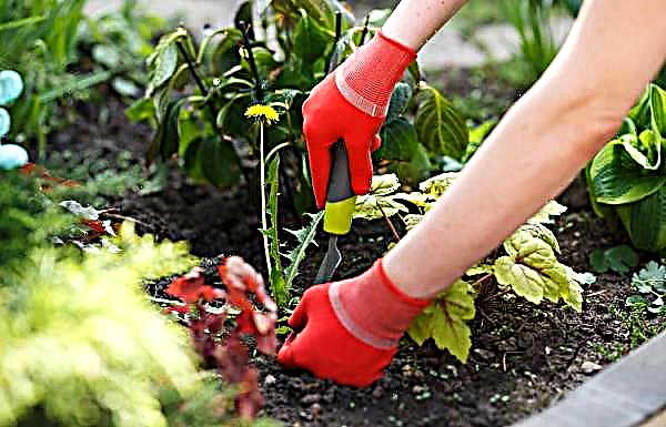 Comment protéger le bord du parterre de fleurs de la pelouse: comment séparer l'herbe du jardin de fleurs sans bordure, une photo du délimiteur de terrain, comment clôturer magnifiquement le jardin de vos propres mains