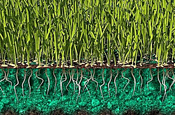 Pelouse liquide (semis d'eau): qu'est-ce qu'une pelouse de remplissage, comment le faire soi-même dans le pays, ce qui est inclus, pulvérisation à partir d'un pistolet