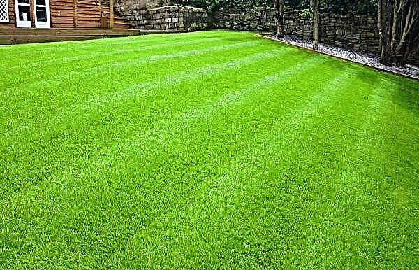 جهاز العشب المدلفن: كيفية وضعه بيديك ، تعليمات خطوة بخطوة ، تكنولوجيا لوضع العشب في الحديقة