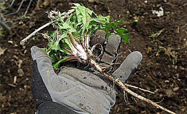 Comment semer des graines dans un chalet d'été au printemps, semer la technologie dans le sol