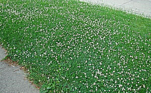 Clover lawn: its pros and cons, how to plant white and red microclovers, when to sow and which one to choose, whether to mow clover, reviews with photos