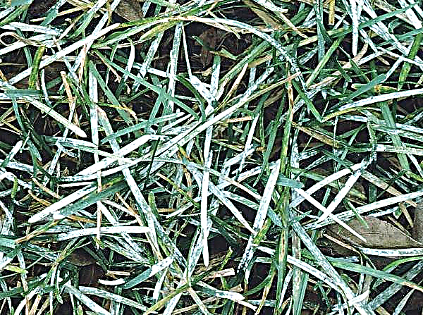 Rumput rumput sukan: komposisi campuran rumput, susunan dan penanaman rumput untuk sukan, cara penjagaan, ulasan